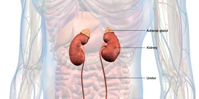 Glândula Adrenal